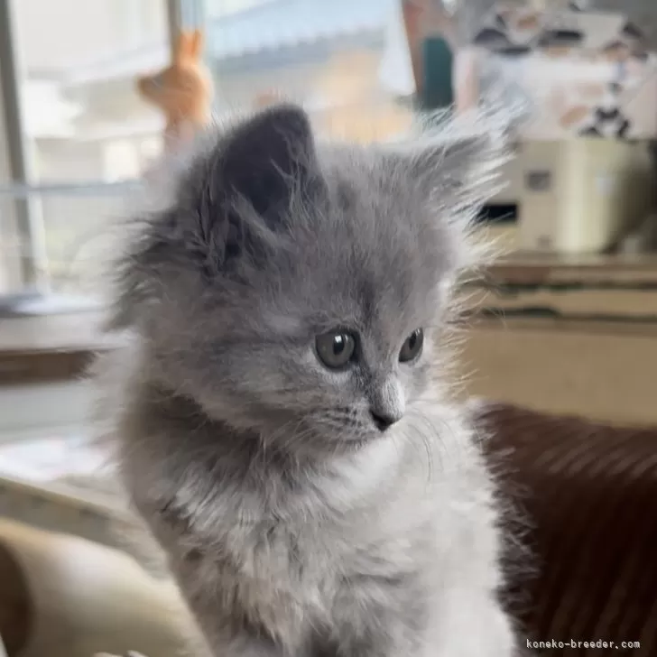ID:2405-03828の子猫