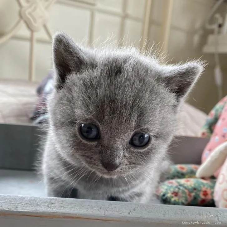 ID：2206-01728の子猫