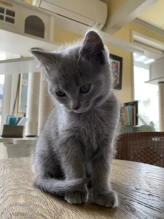 ID:2204-00235の子猫