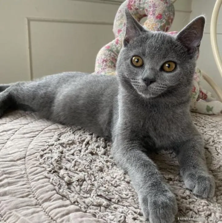 ID:2206-01667の子猫