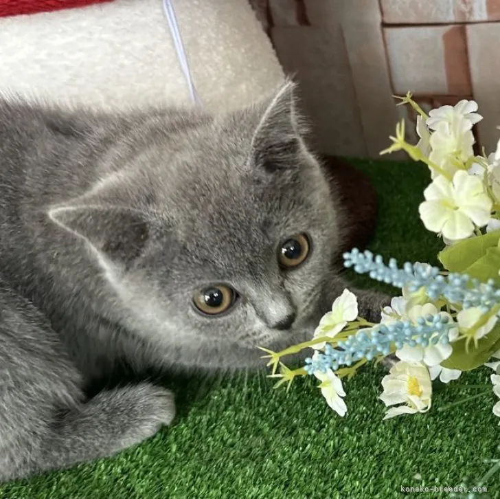 ID:2304-01438の子猫