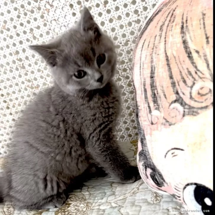 ID:2410-00927の子猫