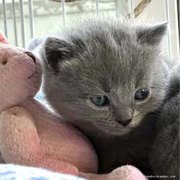 ID:2401-00897の子猫