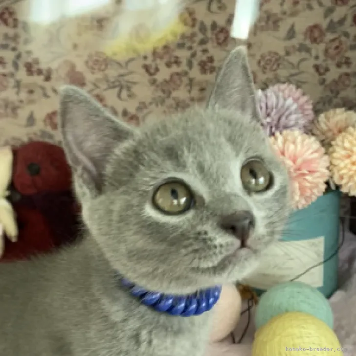ID：2206-02365の子猫