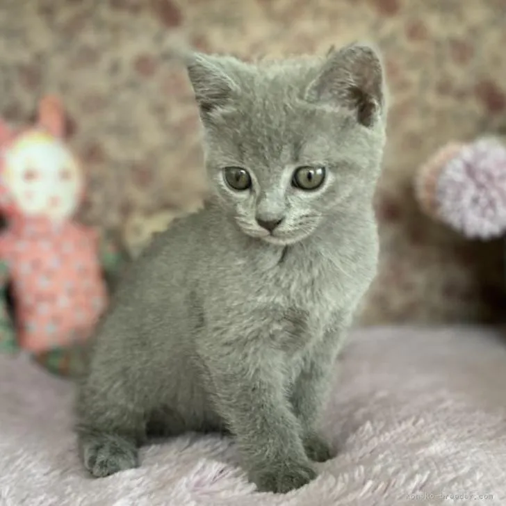 ID：2206-02393の子猫