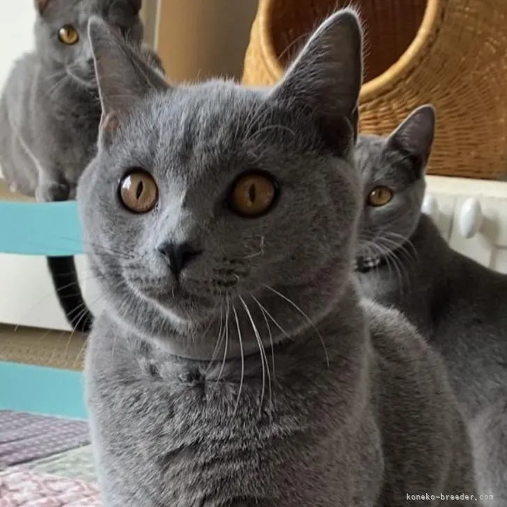 ID:2210-00345の子猫