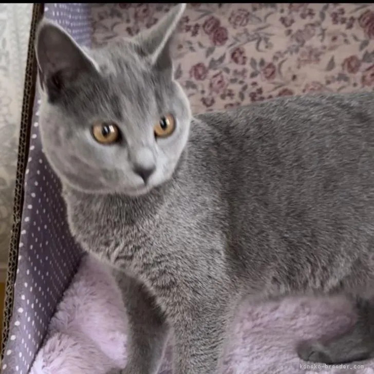 ID:2211-02277の子猫