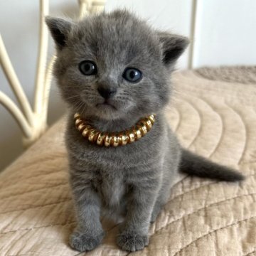 シャルトリュー【埼玉県・女の子・2024年10月5日・ブルー（フワフワなダブルコート）】の写真「父猫はアメリカ外産、母猫はフランス外産血統」