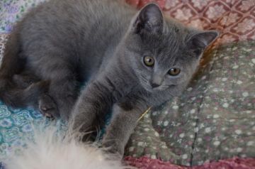 シャルトリュー【埼玉県・男の子・2019年9月10日・ブルー（ダブルコート）】の写真「父猫はアメリカ外産CFA GC RWのショータイプ」