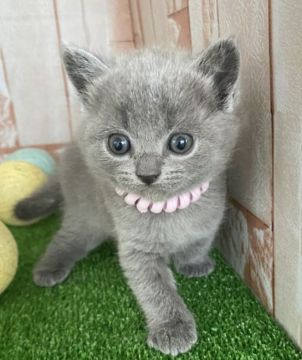 シャルトリュー【埼玉県・女の子・2022年3月12日・ブルーソリッド（ふわふわなダブルコート）】の写真「父猫は昨年秋にアメリカより迎えました。」