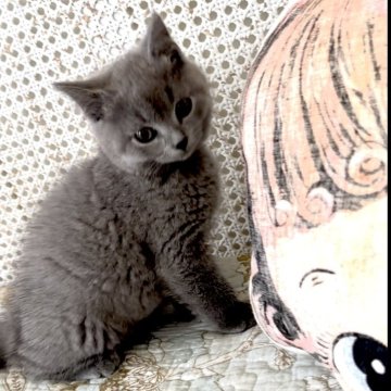 シャルトリュー【埼玉県・男の子・2024年8月15日・ブルー（フワフワなダブルコート）】の写真「父猫はフランス外産血統，母猫はアメリカ外産血統」