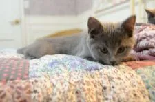 シャルトリュー【埼玉県・男の子・2019年9月10日・ブルー】の写真1