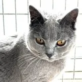 シャルトリュー【埼玉県・男の子・2022年7月21日・ブルーソリッド】の写真1「2023/06/02撮影」