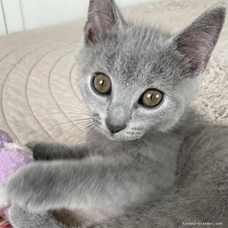 ID：2208-02328の子猫
