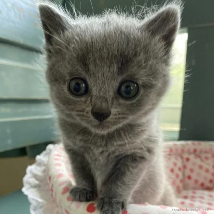 ID：2209-02025の子猫