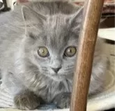 シャルトリュー【埼玉県・女の子・2023年9月26日・ブルー】の写真4「2023/12/25°$撮影」