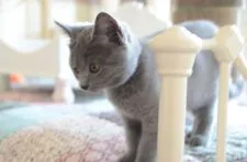 シャルトリュー【埼玉県・男の子・2019年9月10日・ブルー】の写真4