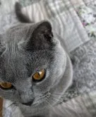 シャルトリュー【埼玉県・男の子・2022年7月21日・ブルーソリッド】の写真4「2023/06/02撮影」