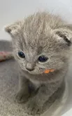 シャルトリュー【埼玉県・女の子・2022年5月24日・ブルーソリッド】の写真4