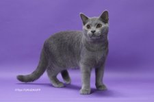 シャルトリュー【・男の子・2019年5月15日・ブルー】「キャットショーにて撮影」