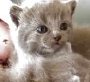 シャルトリュー【埼玉県・男の子・2025年8月1日・ブルー】の写真10