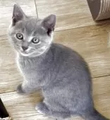 シャルトリュー【埼玉県・男の子・2025年5月31日・ブルー】の写真12