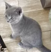 シャルトリュー【埼玉県・男の子・2025年5月31日・ブルー】の写真13