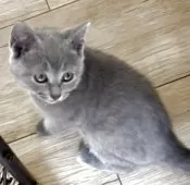 シャルトリュー【埼玉県・男の子・2025年5月31日・ブルー】の写真14