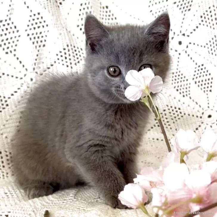 C.N 様のお迎えした子猫