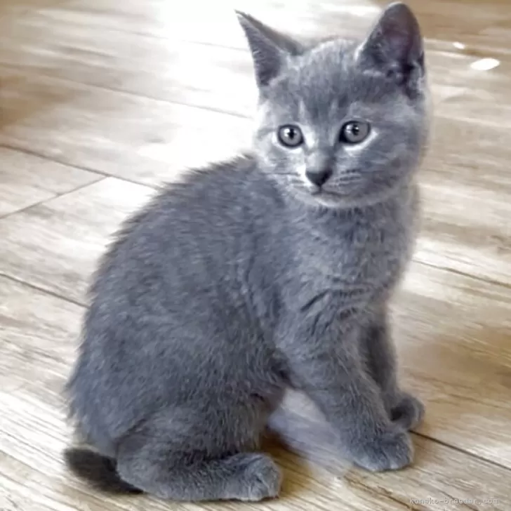 ID：2507-03049の子猫