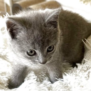 シャルトリュー【埼玉県・男の子・2025年5月22日・ブルー（ふわふわなダブルコート）】の写真「父猫はアメリカ外産，母猫も外産血統」