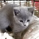 シャルトリュー