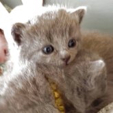 シャルトリュー