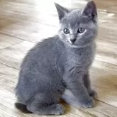 シャルトリュー