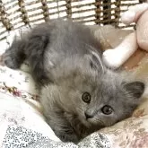 シャルトリュー