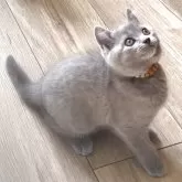シャルトリュー
