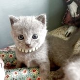 シャルトリュー