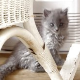 シャルトリュー