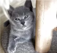 シャルトリュー【埼玉県・男の子・2025年5月31日・ブルー】の写真9