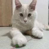 メインクーン【埼玉県・男の子・2024年2月22日・キャメオタビー&ホワイト】の写真1