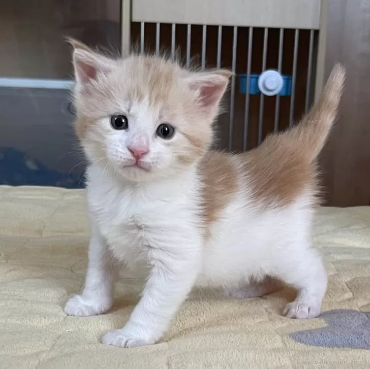 メインクーン【埼玉県・女の子・2026年2月12日・キャメオタビー&amp;ホワイト】の写真1