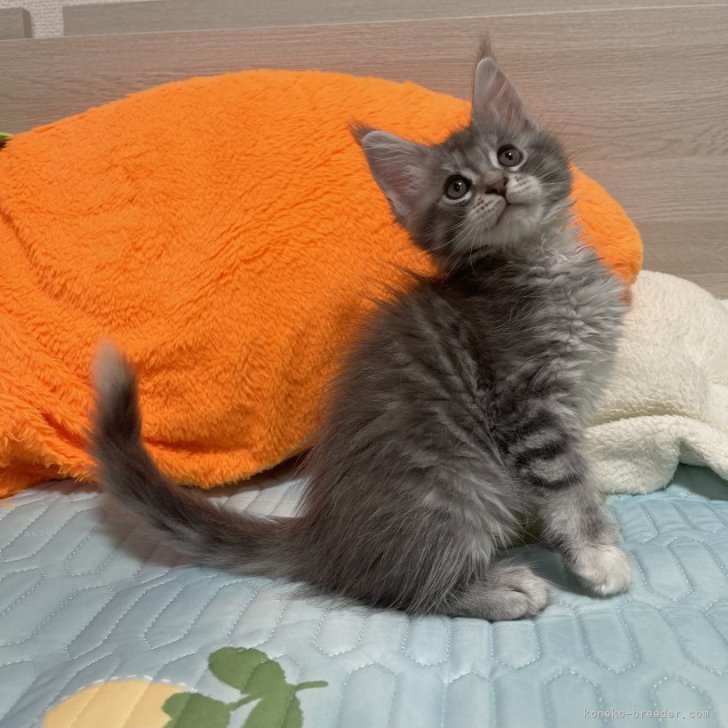 ブリーダー画像