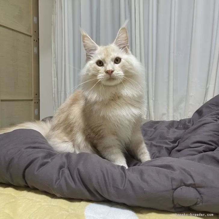 ID：2505-00918の子猫
