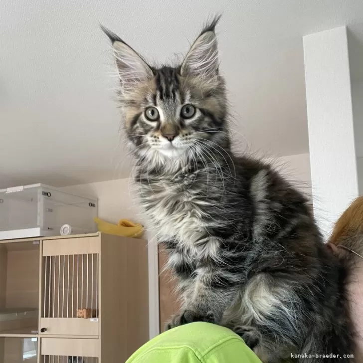 ID：2604-03381の子猫