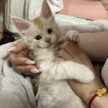 メインクーン【埼玉県・男の子・2026年3月18日・キャメオタビー&ホワイト】の写真「超デカいボディ、綺麗な模様」