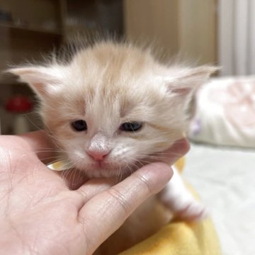 メインクーン【埼玉県・女の子・2026年2月12日・キャメオタビー&ホワイト】の写真「女の子なのに、でかい」