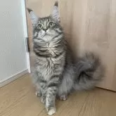 メインクーン