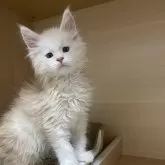 メインクーン