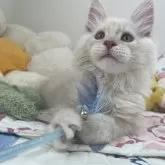メインクーン