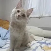 メインクーン